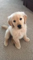 Pipoca