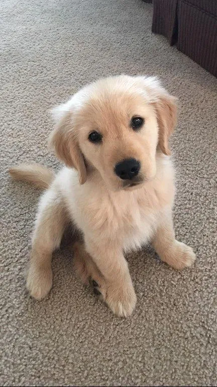 Cachorro raça SRD-ViraLata idade 2 a 6 meses nome Pipoca