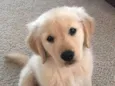 Pipoca