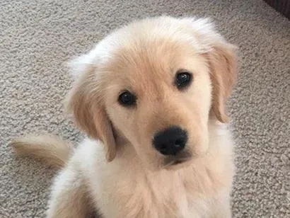 Cachorro raça SRD-ViraLata idade 2 a 6 meses nome Pipoca