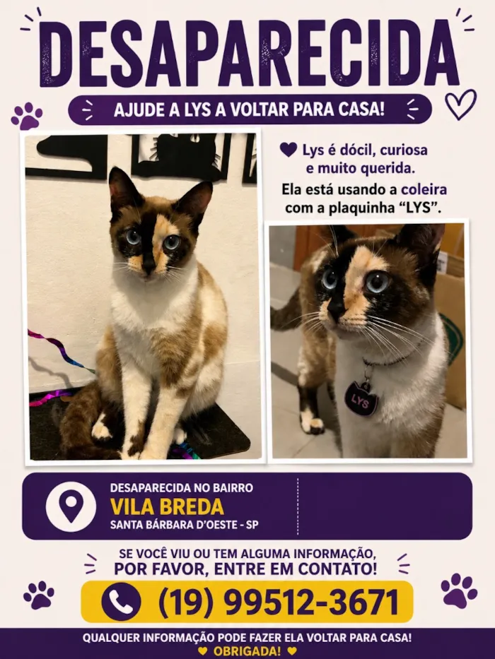 Gato raça SRD-ViraLata idade 2 anos nome Lys