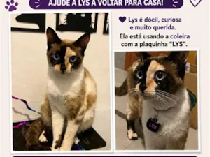 Gato raça SRD-ViraLata idade 2 anos nome Lys