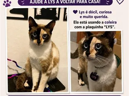 Gato raça SRD-ViraLata idade 2 anos nome Lys