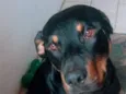 Zeus
