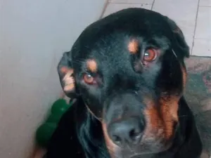 Cachorro raça Rottweiler idade 6 ou mais anos nome Zeus