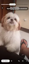 pipoca 
