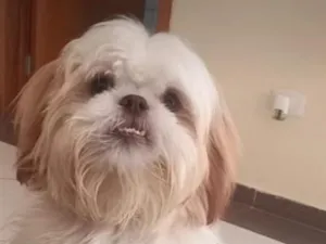 Cachorro raça Shitzu idade 5 anos nome pipoca 