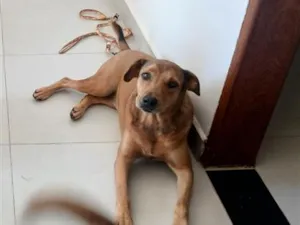 Cachorro raça SRD-ViraLata idade 6 ou mais anos nome Gleice