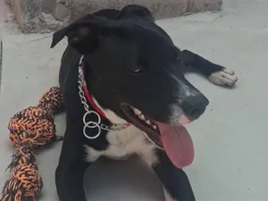 Cachorro raça SRD-ViraLata idade 2 a 6 meses nome Alexandre Nero