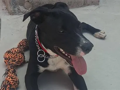 Cachorro raça SRD-ViraLata idade 2 a 6 meses nome Alexandre Nero