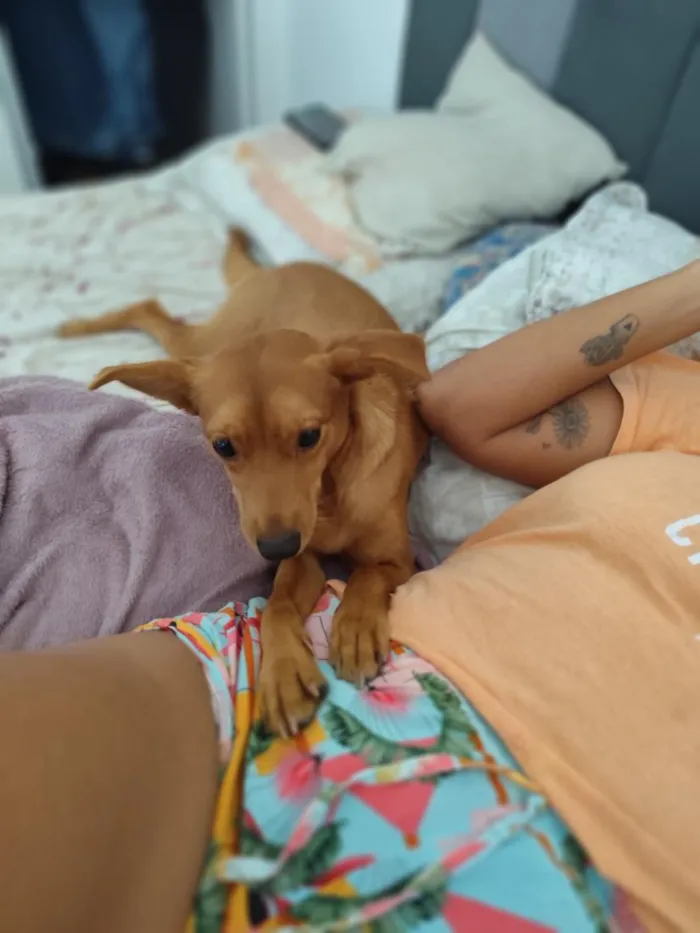 Cachorro raça SRD-ViraLata idade 1 ano nome Cacau