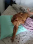 Cacau