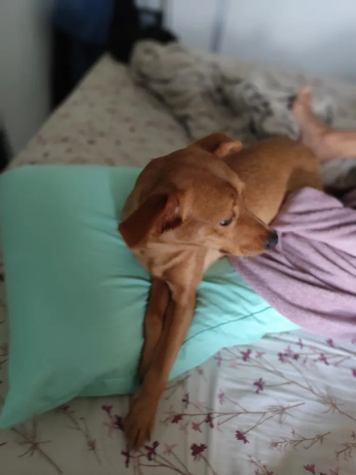 Cachorro raça SRD-ViraLata idade 1 ano nome Cacau