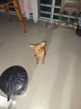 Cacau
