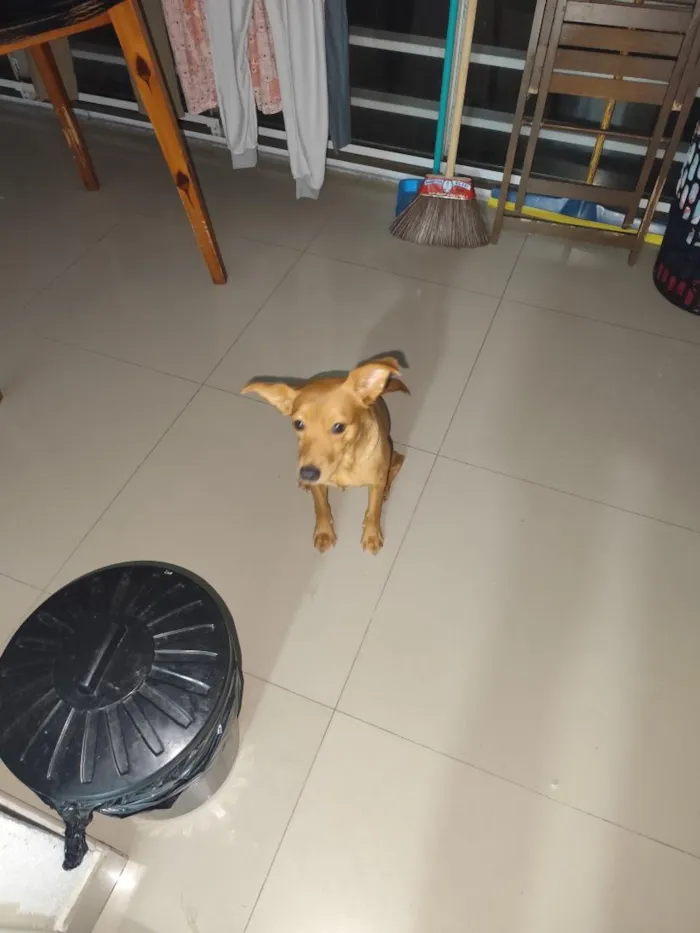 Cachorro raça SRD-ViraLata idade 1 ano nome Cacau