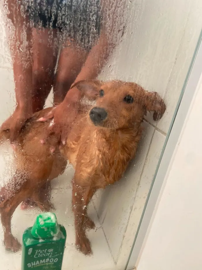 Cachorro raça SRD-ViraLata idade 1 ano nome Cacau