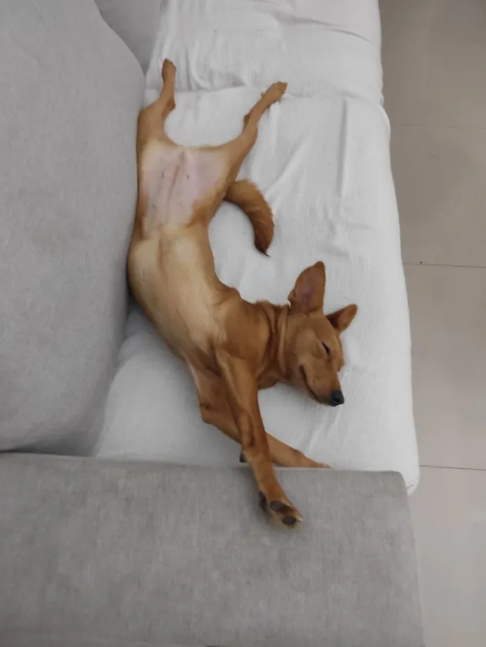 Cachorro raça SRD-ViraLata idade 1 ano nome Cacau
