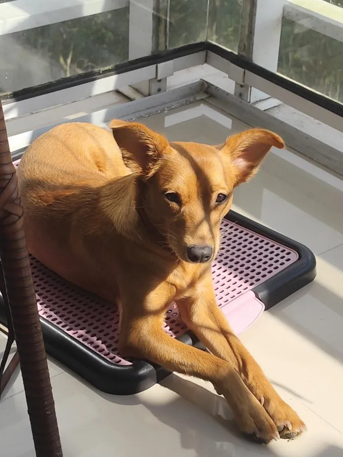 Cachorro raça SRD-ViraLata idade 1 ano nome Cacau
