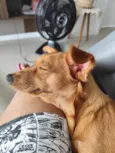 Cacau