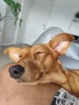 Cacau
