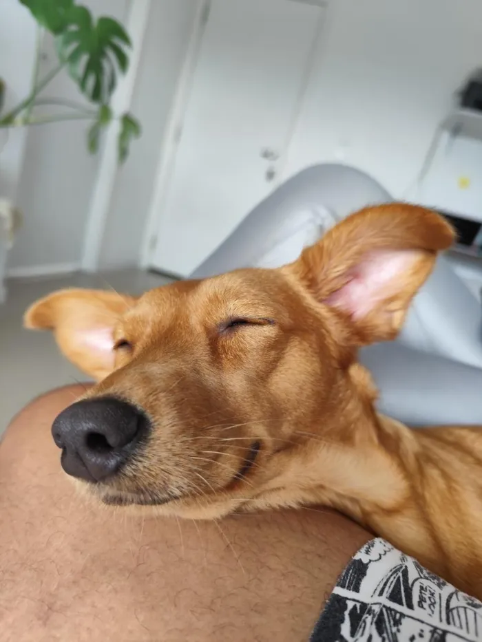 Cachorro raça SRD-ViraLata idade 1 ano nome Cacau