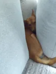 Cacau