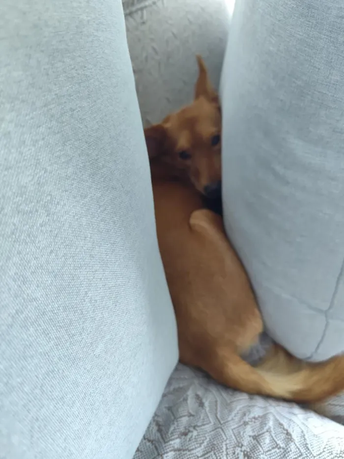 Cachorro raça SRD-ViraLata idade 1 ano nome Cacau