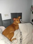 Cacau