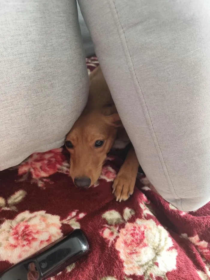 Cachorro raça SRD-ViraLata idade 1 ano nome Cacau