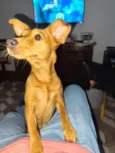 Cacau