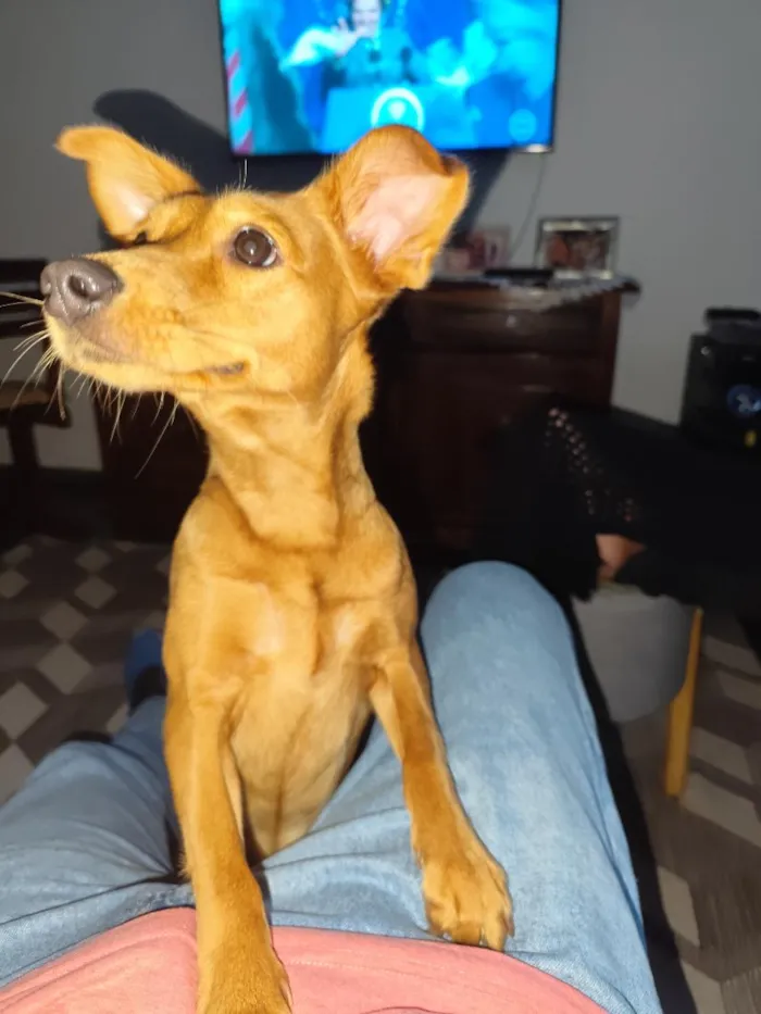 Cachorro raça SRD-ViraLata idade 1 ano nome Cacau