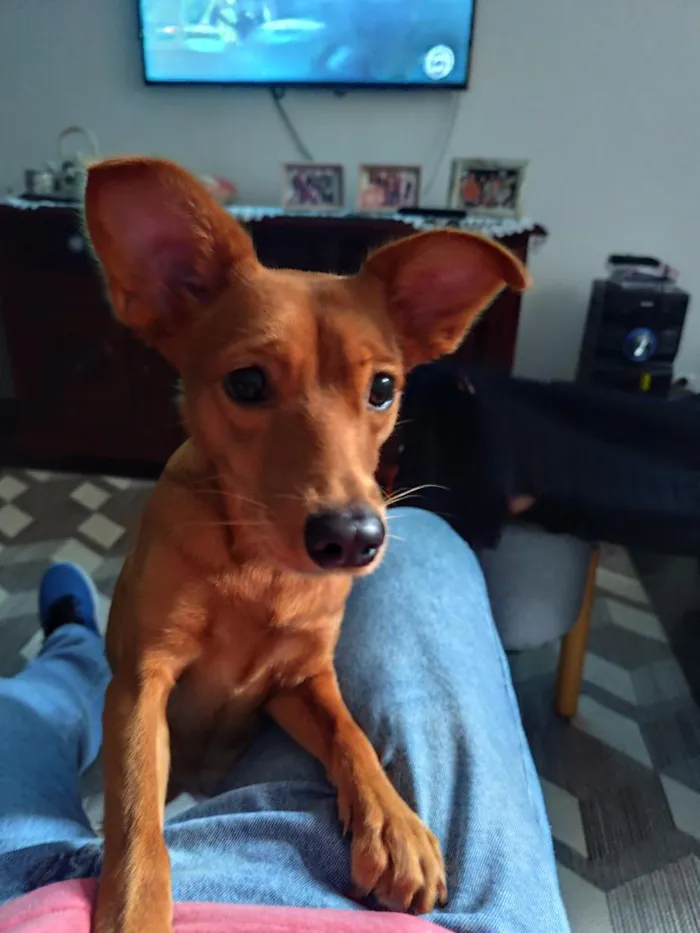 Cachorro raça SRD-ViraLata idade 1 ano nome Cacau