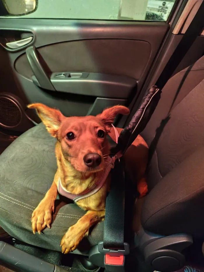 Cachorro raça SRD-ViraLata idade 1 ano nome Cacau