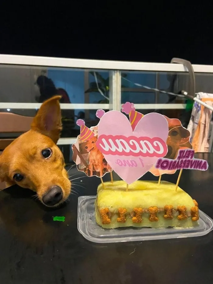 Cachorro raça SRD-ViraLata idade 1 ano nome Cacau