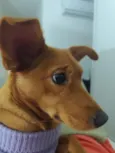 Cacau
