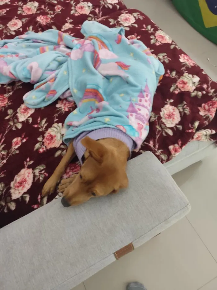 Cachorro raça SRD-ViraLata idade 1 ano nome Cacau