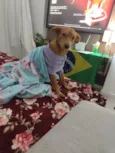 Cacau