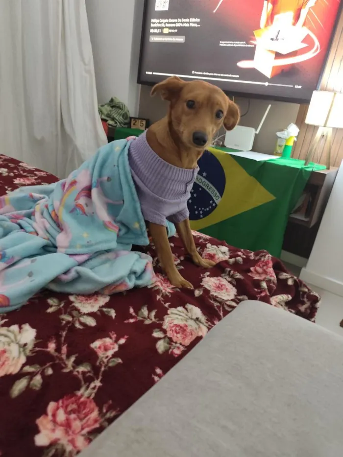 Cachorro raça SRD-ViraLata idade 1 ano nome Cacau