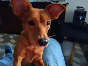 Cachorro raça SRD-ViraLata idade 1 ano nome Cacau