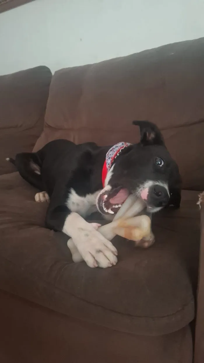 Cachorro raça SRD-ViraLata idade 2 a 6 meses nome Alexandre Nero