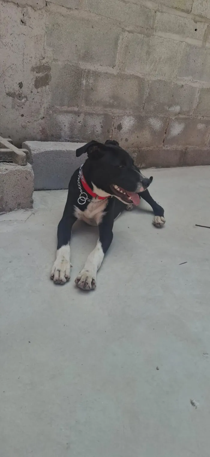 Cachorro raça SRD-ViraLata idade 2 a 6 meses nome Alexandre Nero