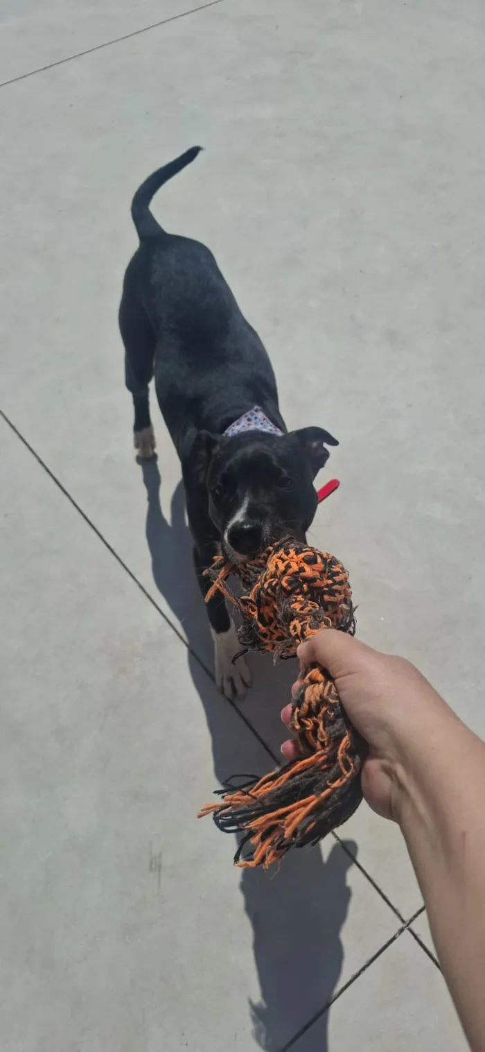 Cachorro raça SRD-ViraLata idade 2 a 6 meses nome Alexandre Nero