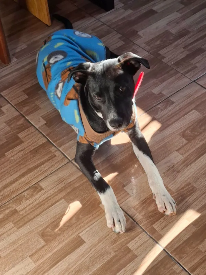 Cachorro raça SRD-ViraLata idade 2 a 6 meses nome Alexandre Nero