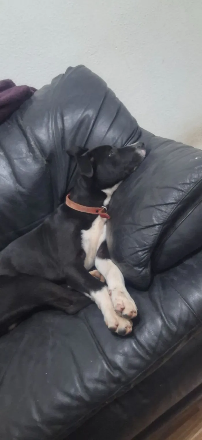 Cachorro raça SRD-ViraLata idade 2 a 6 meses nome Alexandre Nero