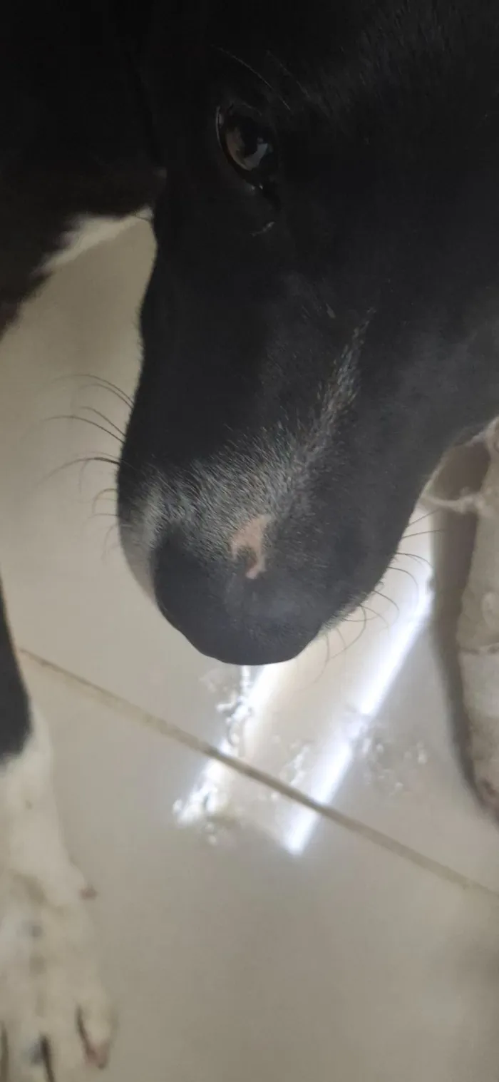 Cachorro raça SRD-ViraLata idade 2 a 6 meses nome Alexandre Nero