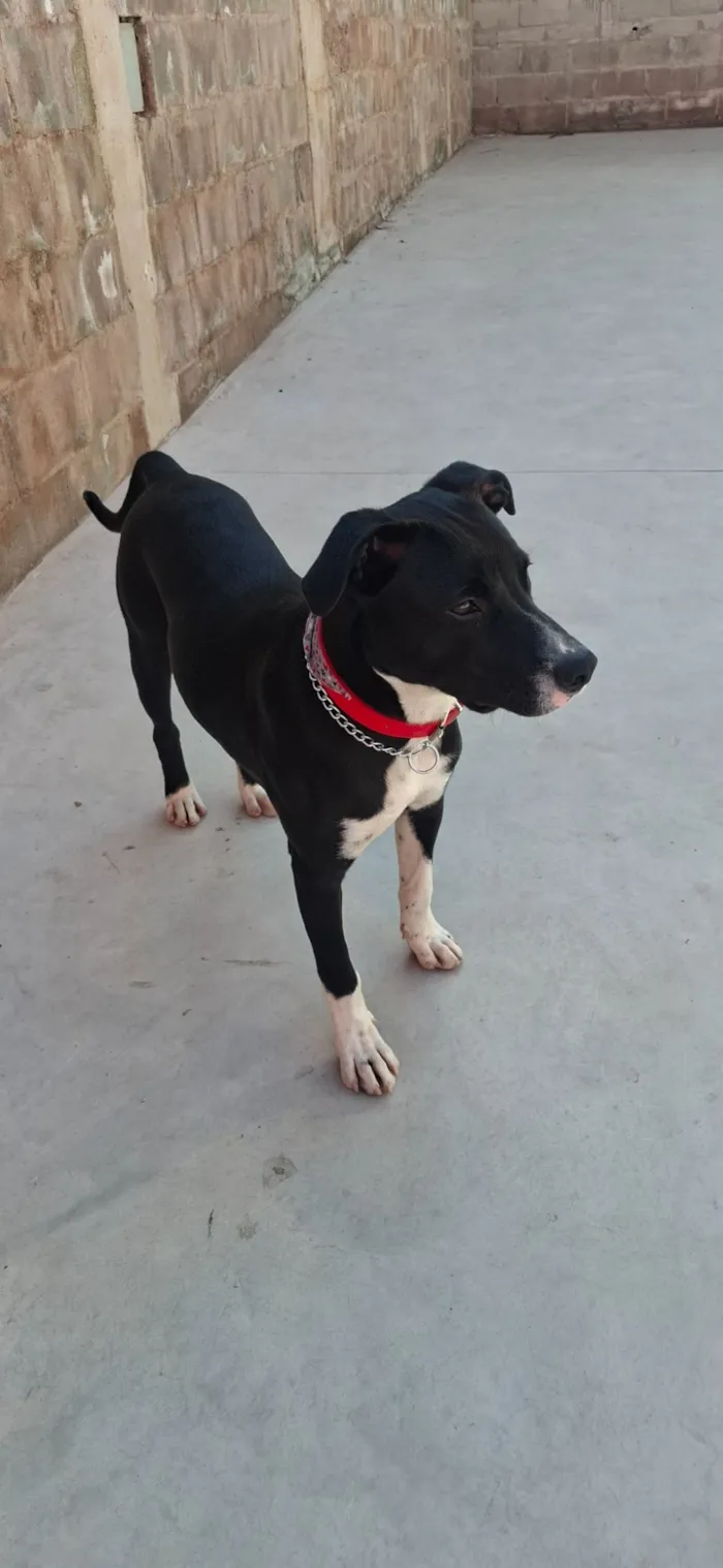 Cachorro raça SRD-ViraLata idade 2 a 6 meses nome Alexandre Nero