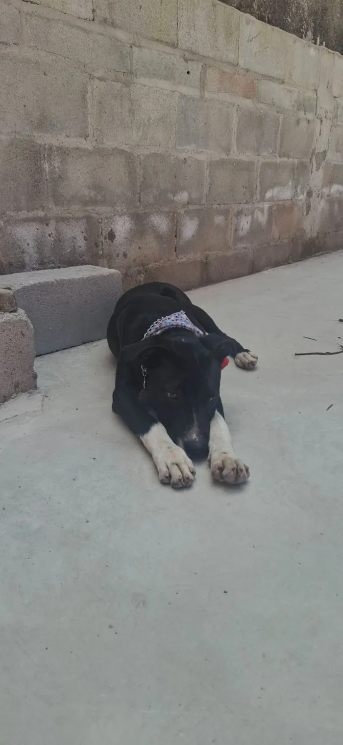 Cachorro raça SRD-ViraLata idade 2 a 6 meses nome Alexandre Nero