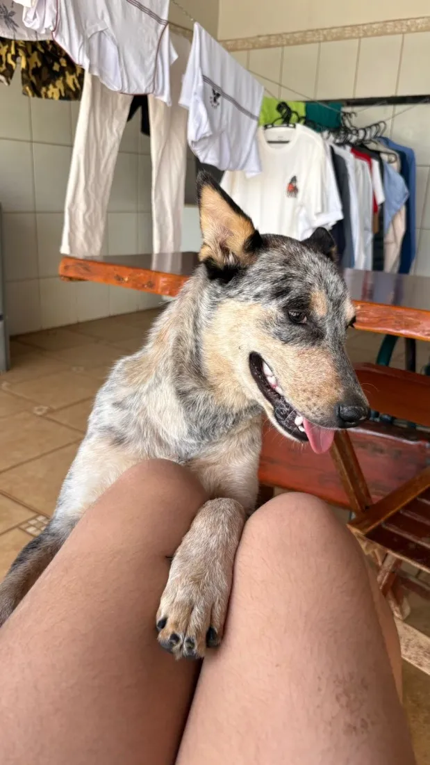 Cachorro raça Rottweiler idade 2 a 6 meses nome Argo