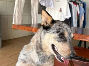 Cachorro raça Rottweiler idade 2 a 6 meses nome Argo
