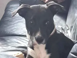 Cachorro raça SRD-ViraLata idade 2 a 6 meses nome Alexandre Nero